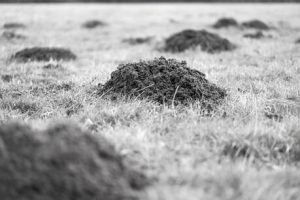 moles-voles-in clallam-county-wa