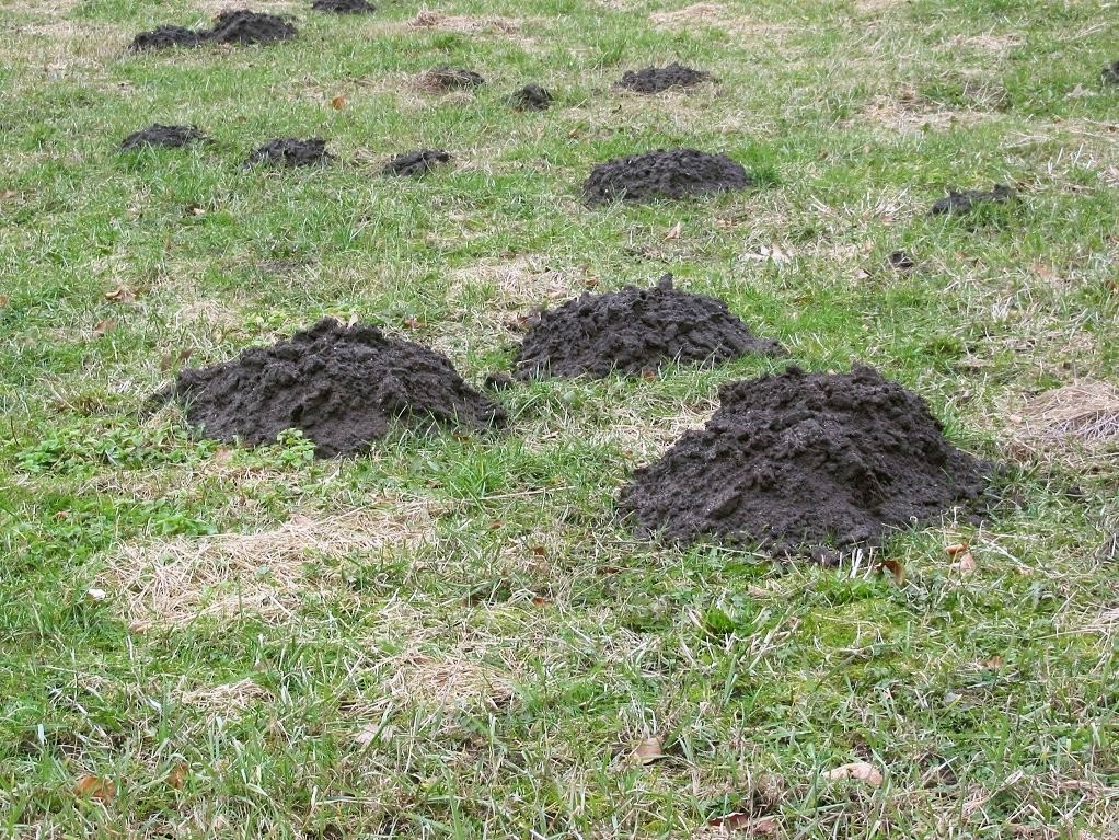 lawn-mole-removal-sequim