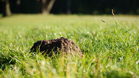 mole-control -sequim-wa