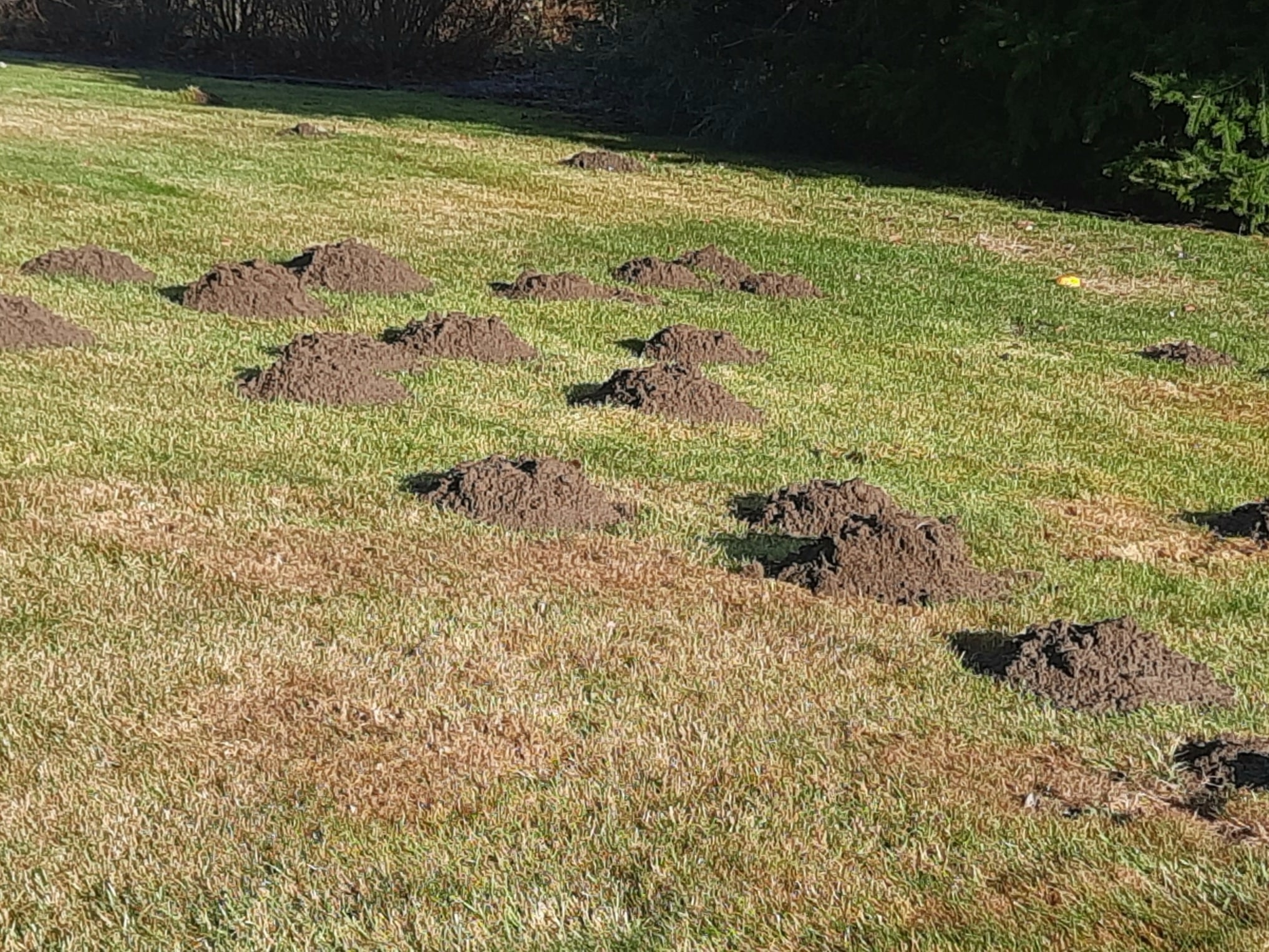 Best Way to Get Rid of Moles in Your Lawn: Sequim Mole Patrol's Guide ...