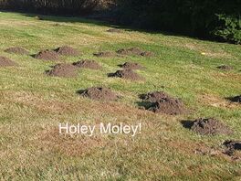 mole-exterminator-in sequim-clallam-county