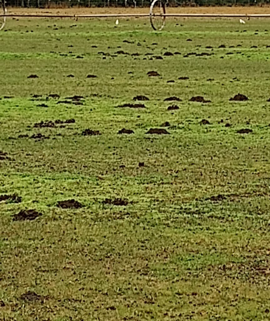 field-of-mole-hills off-kitchen-dick-road